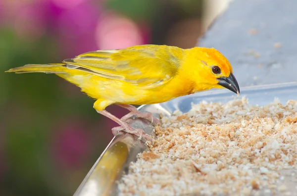 stock image Yellow canary