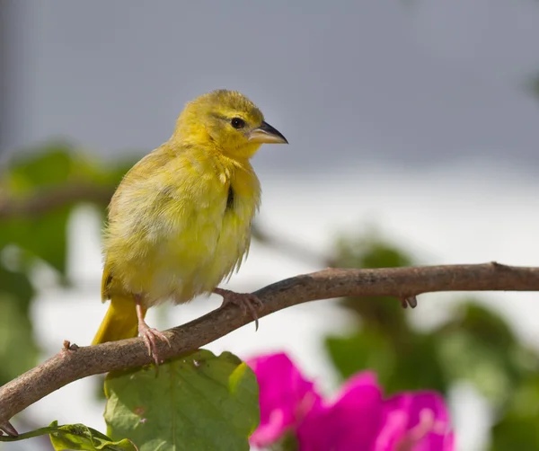 Canario amarillo —  Fotos de Stock