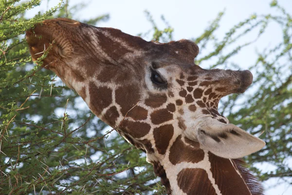 Giraffe closeup eating acacia tree foliage — Stock Photo, Image