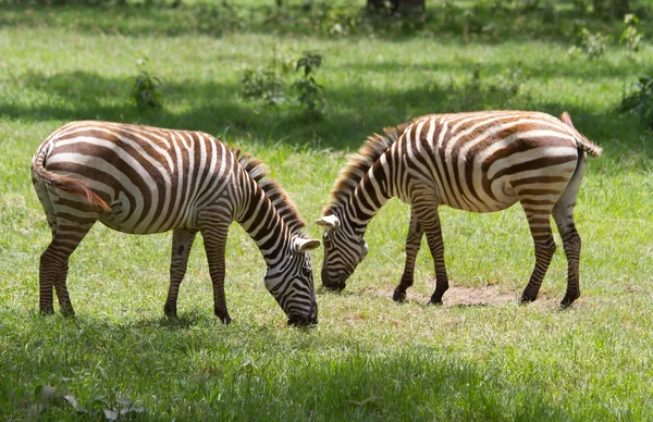 Two zebras grazing at Lake Nakuru reserve — Stock Photo, Image