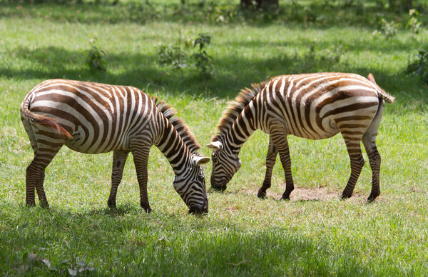 Two zebras grazing at grassy border to Lake Nakuru Kenya