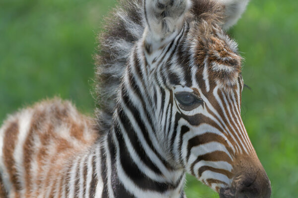 Baby zebra at Lake nakuru national reserve