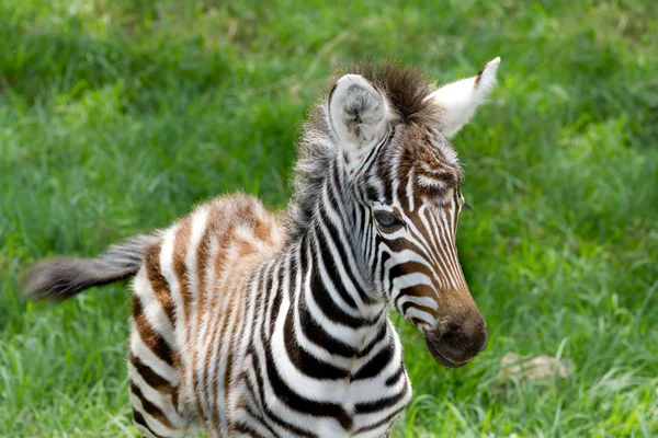 Baby zebra på lake nakuru national reserve — Stockfoto