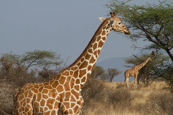 Retrato de girafa reticulada — Fotografia de Stock