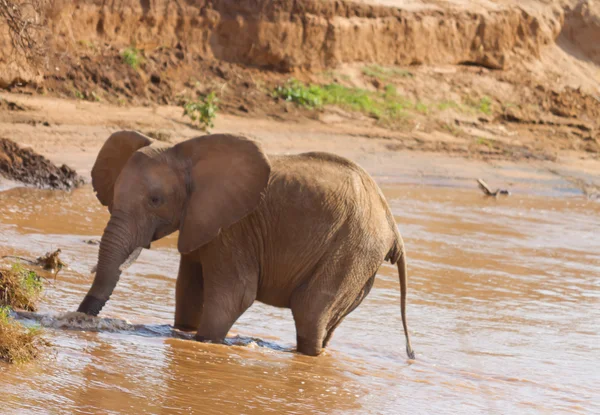 Африканский слон на берегу реки Уасо Ньиро в Кении — стоковое фото