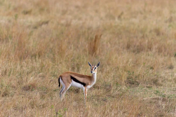 Jovem antílope no Masai Mara (Thomsons gazelle ) — Fotografia de Stock