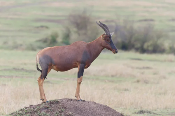 Topi antelope stands in Masai mara — Stock Photo, Image