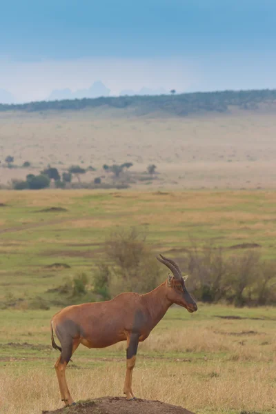 Topi antilop står i masai mara — Stockfoto