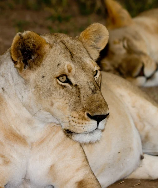 マサイマラ国立保護区で休んで雌ライオン — ストック写真