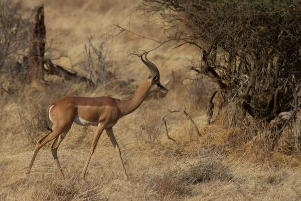 Antilope Gerenuk passeggiando a Samburu — Foto Stock