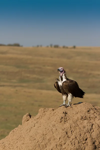 Lappet Faced Vulture on termite hill. — Stock Photo, Image