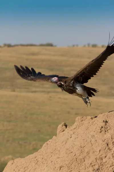 Lappet Faced Vulture takes off — Stock Photo, Image