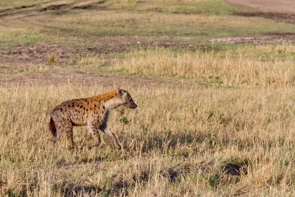 Spotted hyena hunting in Masai mara — Stock Photo, Image