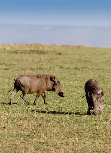 Dva warthogs pastviny v masai mara — Stock fotografie