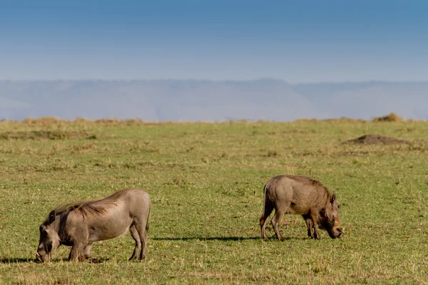 Två vårtsvin bete i masai mara — Stockfoto