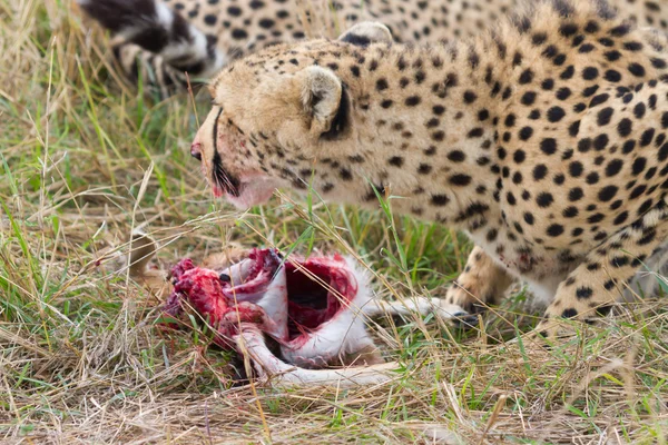 Cheetah eating fresh raw meat — Stock Photo, Image