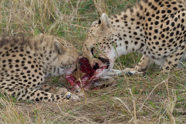 Cheetahs comer carne crua fresca — Fotografia de Stock