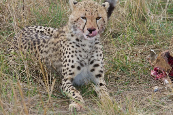 Cheetah licks lips after eating fresh meat — Stock Photo, Image