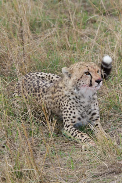 Cheetah acostado con sangre fresca en la cara y bigotes — Foto de Stock