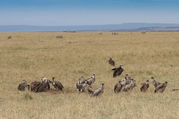 Ruppell's Griffon Vultures feeding in the Masai Mara — Stock Photo, Image