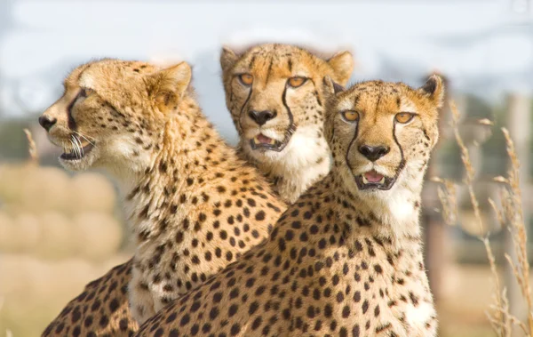 Tres guepardos en el parque de safari Imágenes de stock libres de derechos