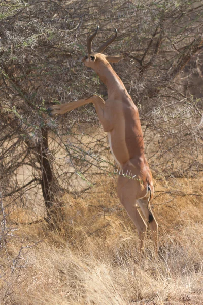 Gerenuk антилопи годування на задні лапи Ліцензійні Стокові Фото