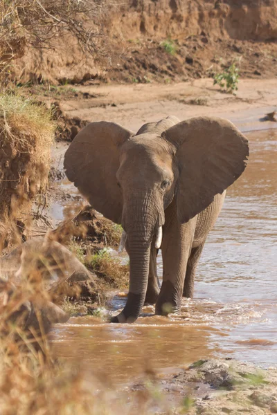 Африканський слон на берегах Uaso Nyiro річці Кенії Стокове Фото