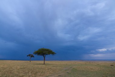 akasya ağaçları ve tehditkar bulutlar Afrika, yatay