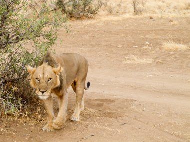 Masai mara yürüyen dişi aslan