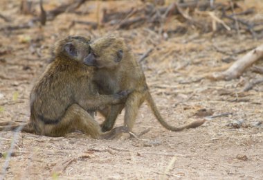 twee bavianen knuffelen elkaar