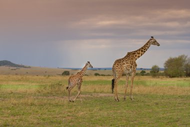 Mother and baby giraffe walking together clipart