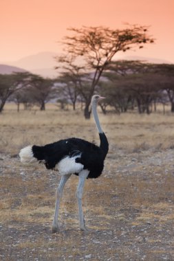 Ostrich in savannah sunset kenya clipart