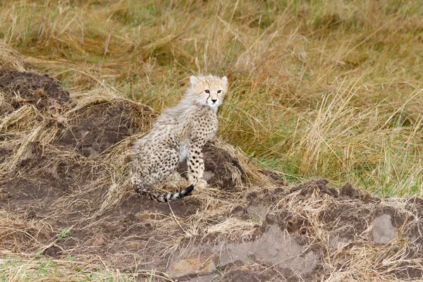Bebê bonito Cheetah filhote sentado — Fotografia de Stock