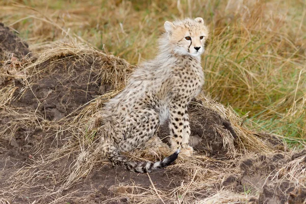 Cute baby Cheetah cub sitting (closeup) — Stock Photo, Image