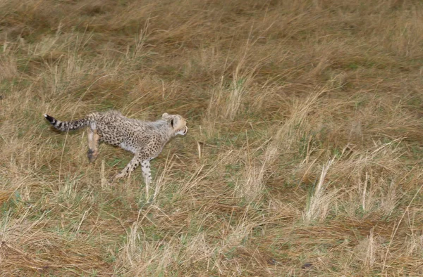 Cute baby Cheetah cub running — Stock Photo, Image