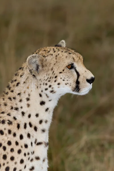 Cheetah profil vedere laterală — Fotografie, imagine de stoc
