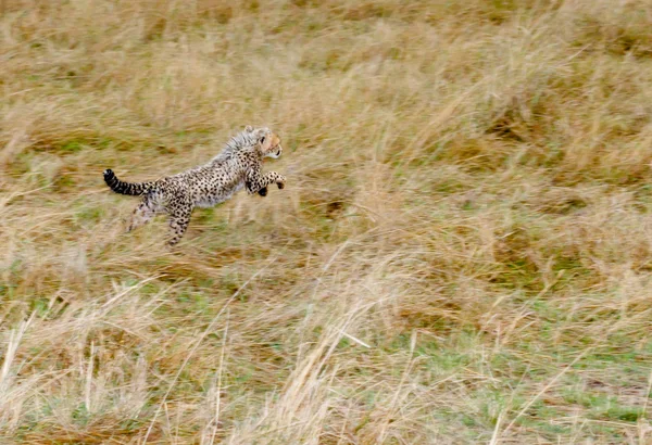 Bebê bonito Cheetah filhote pulando em busca de presas — Fotografia de Stock