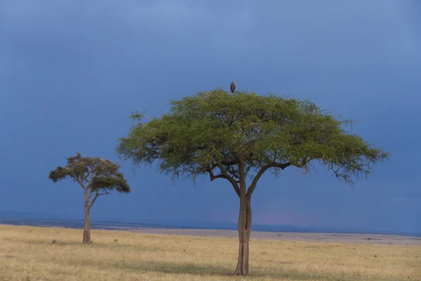 Afrikanska landskap med akacia träd och hotande moln — Stockfoto