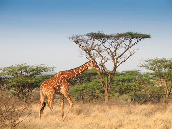 Giraffe walking across savannah — Stock Photo, Image