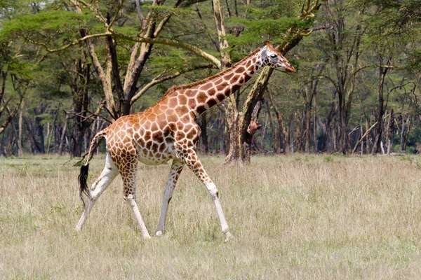 Rothschild giraff — Stockfoto