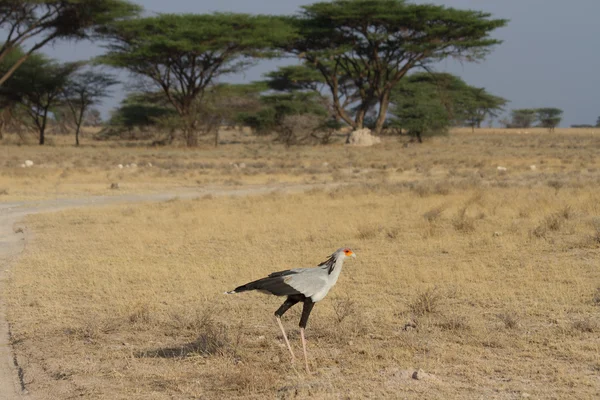 Sekreterare fågel promenader över savannen — Stockfoto
