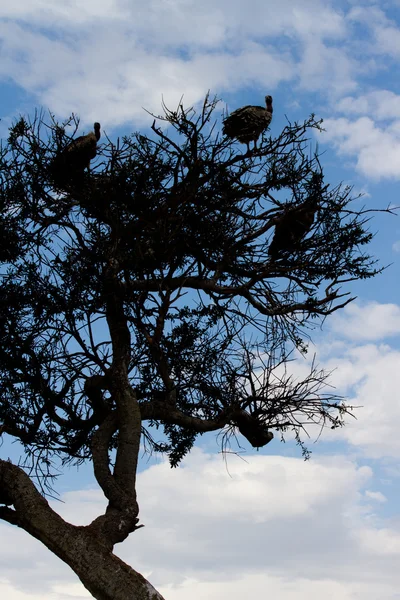 Akbabalar, akasya ağacı masai mara