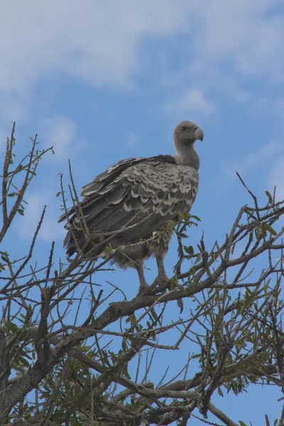 Vulture in acacia tree , Masai mara — Stock Photo, Image