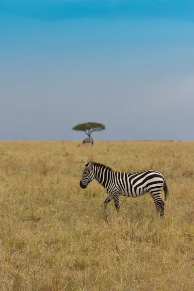 Zebra with distant acacia tree in Masai mara — Stock Photo, Image