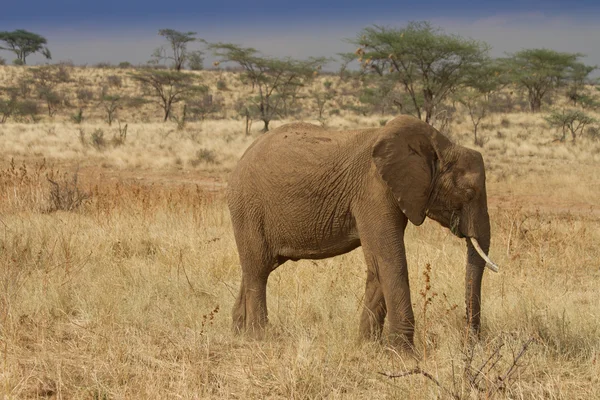 Slon africký pasoucí se v rezervaci samburu — Stock fotografie