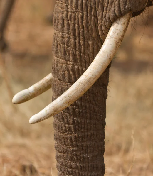 Slagtanden van de Afrikaanse olifant en trunk — Stockfoto