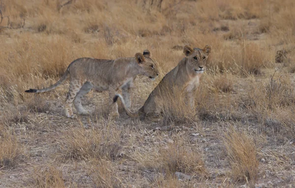サバンナ全体を見て 2 つのライオン カブス — ストック写真