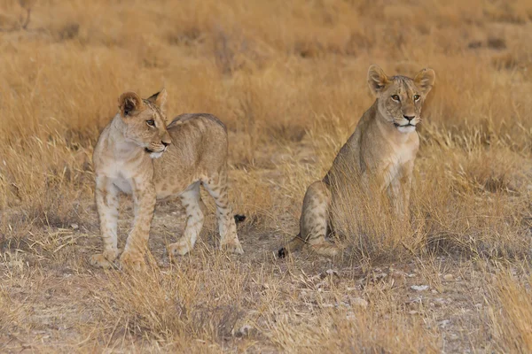 Två lejon ungar tittar över savannen — Stockfoto