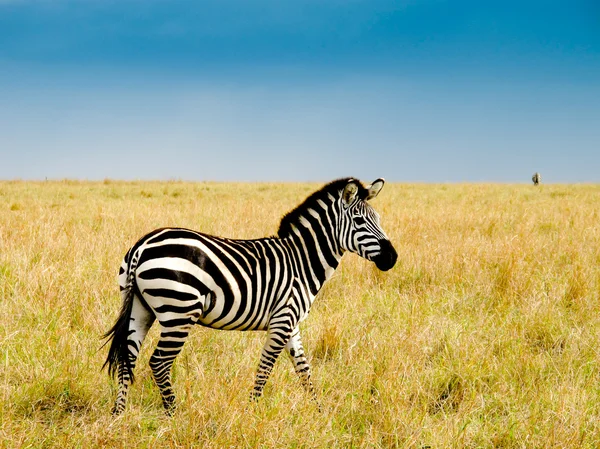 Burchells zebra — Stock Photo, Image