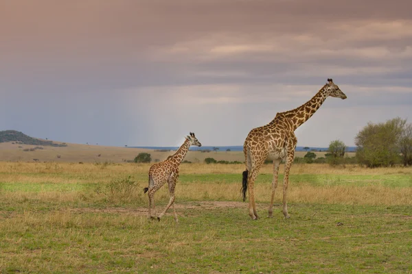 Madre y bebé jirafa caminando juntos Imagen de stock